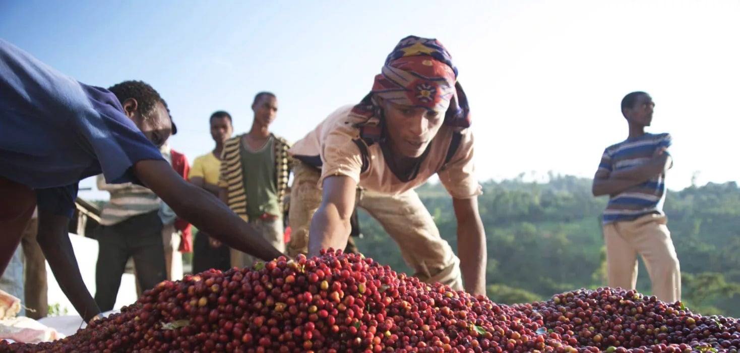 Sheba Coffee Journey 1