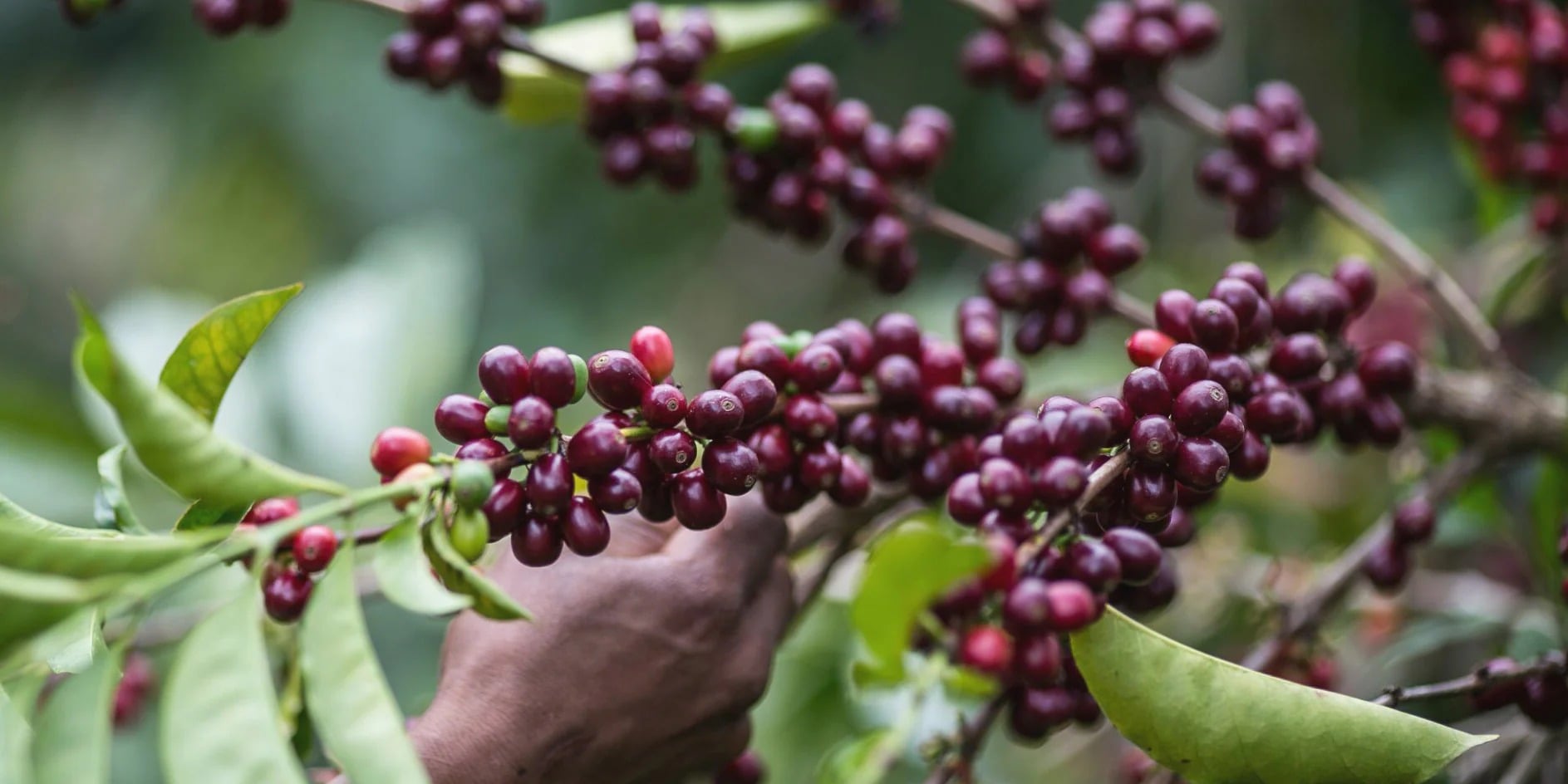 Sheba Coffee background
