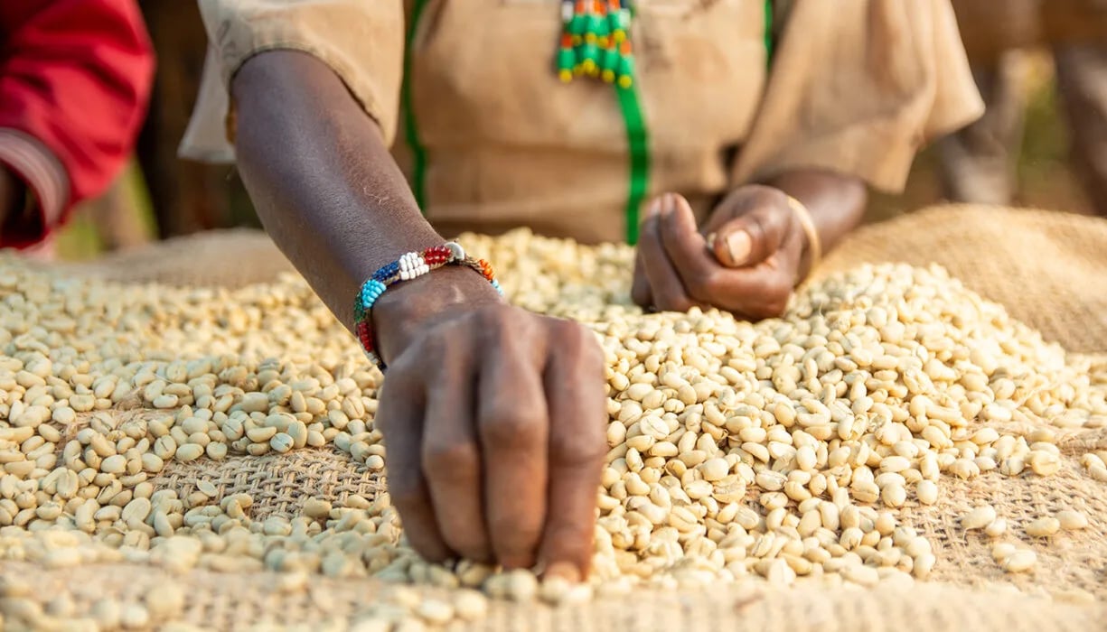 Washed Coffee Process